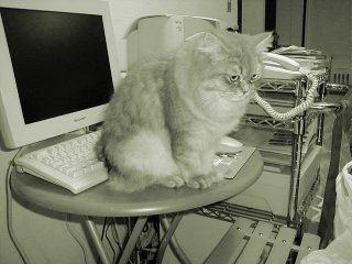 Ȃ̎Ƃ̔Lnatasha()